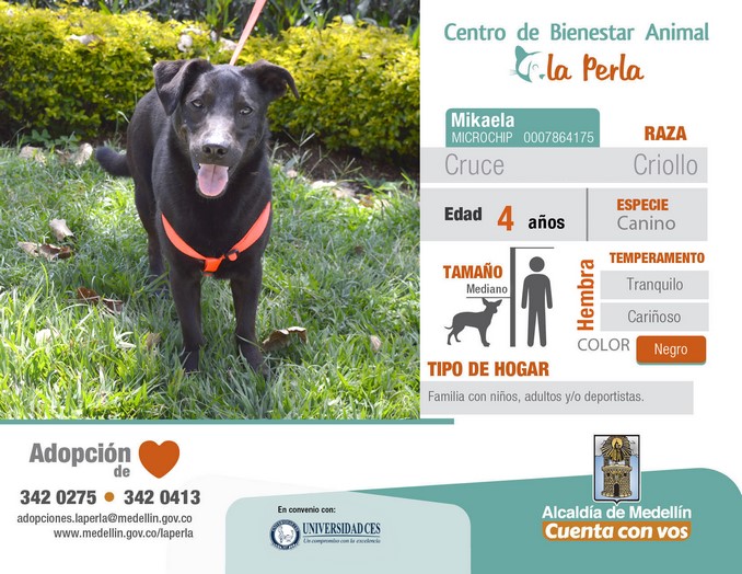 perros en adopción en La Perla