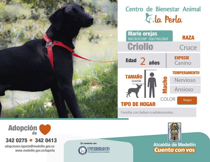 perros en adopción en La Perla