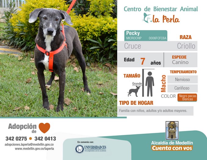 perros en adopción en La Perla