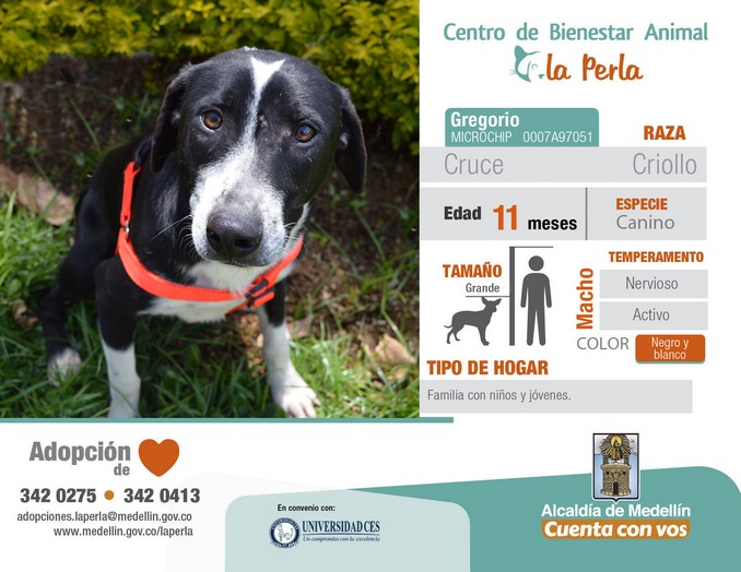 perros en adopción en La Perla