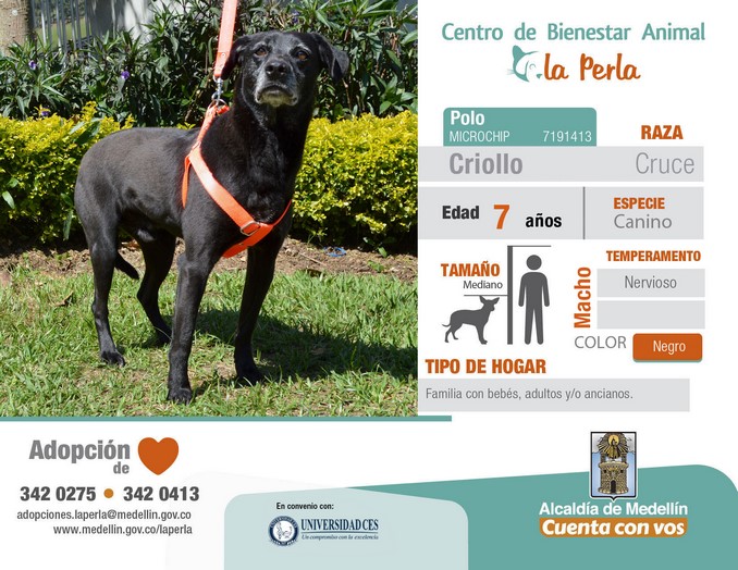 perros en adopción en La Perla