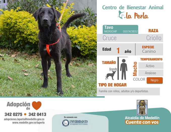 perros en adopción en La Perla