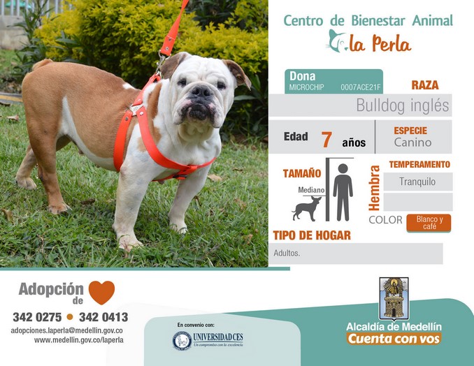 perros en adopción en La Perla