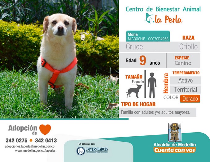 perros en adopción en La Perla
