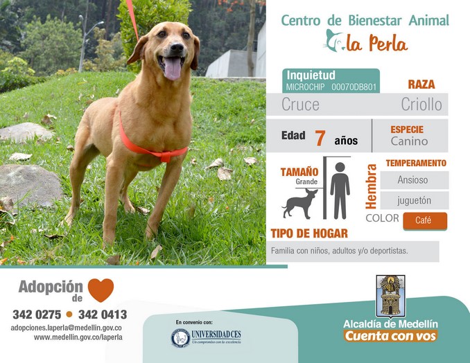 perros en adopción en La Perla