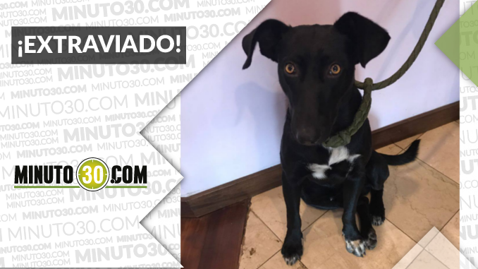 A este perrito se lo encontraron en El Poblado ¡Comparte!