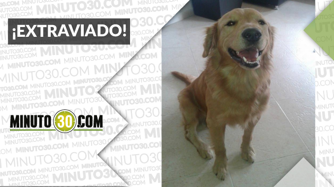 Este perrito se perdió en Robledo ¡Ayudemos a encontrarlo!