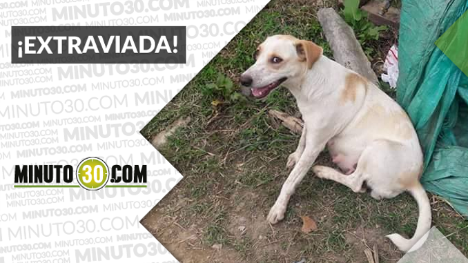 Esta perrita fue vista por última vez en San Antonio de Prado ¡Difunde!