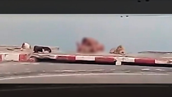 A ellos no les dio pena hacer realidad su fantasía frente a todos en una paradisíaca isla