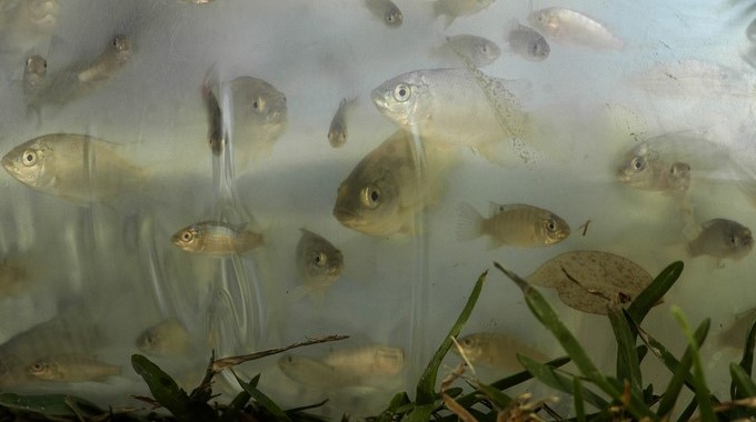 Peces de la especie Oreachromis Niloticus (tilapia)en el lago de Amatitlan (AMSA) en Guatemala. EFE/Archivo