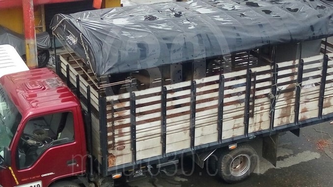 Un toro mató a un hombre en el barrio Naranjal.