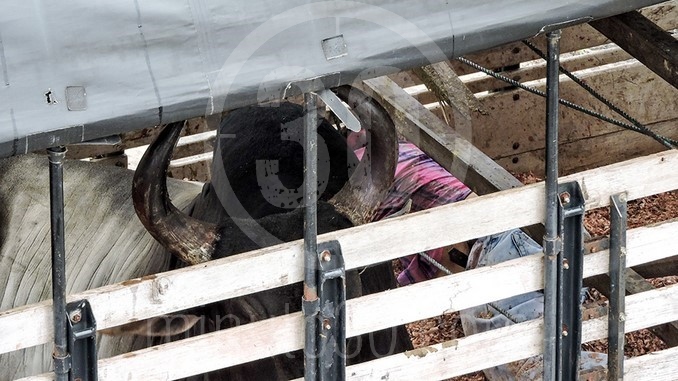 Un toro mató a un hombre dentro de un camión en el barrio Naranjal.