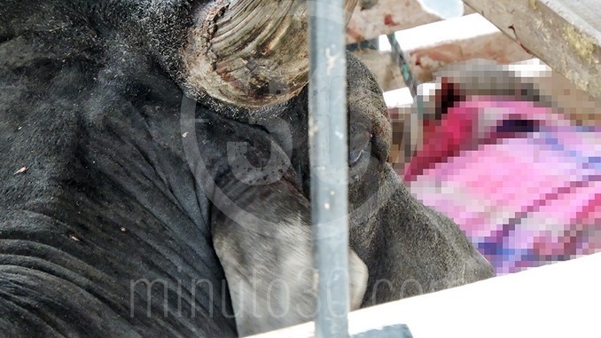 Un toro mató a un hombre dentro de un camión en el barrio Naranjal.