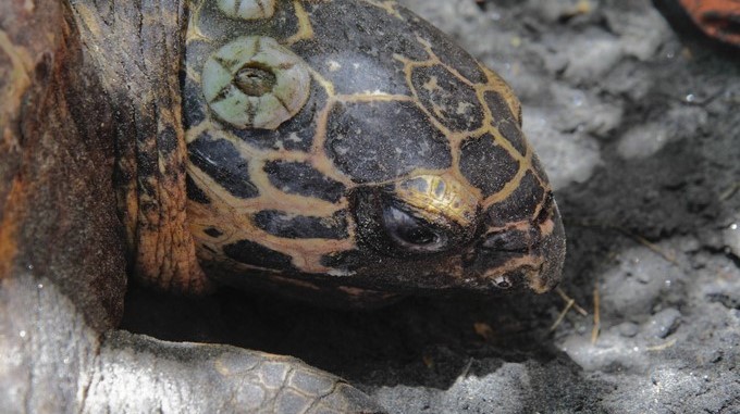 La intervención se centró en colocar una valla a lo largo de la carretera para bloquear el acceso de los animales e instalar túneles bajo la carretera hechos con diferentes dimensiones y materiales para canalizar el paso de tortugas y serpientes. EFE/Archivo