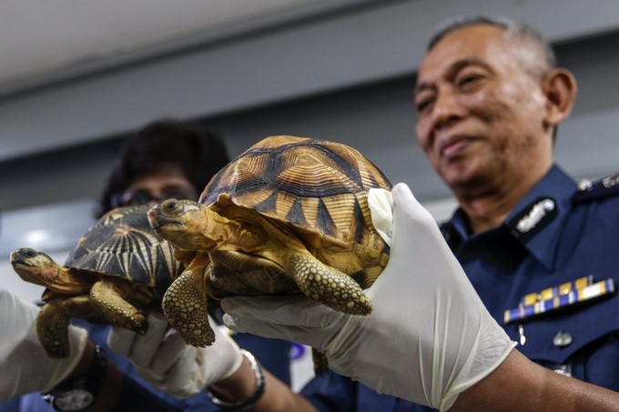 Miembros del departamento de Aduanas muestran una tortuga angonoka (d) y una tortuga estrellada de la india (i), durante una rueda de prensa en el almacén de Aduanas cerca del aeropuerto de Kuala Lumpur, en Sepang (Malasia). EFE