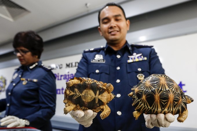 Miembros del departamento de Aduanas muestran una tortuga angonoka (d) y una tortuga estrellada de la india (i), durante una rueda de prensa en el almacén de Aduanas cerca del aeropuerto de Kuala Lumpur, en Sepang (Malasia). EFE