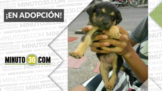 Esta cachorrita busca una familia que le brinde mucho amor ¡Comparte!