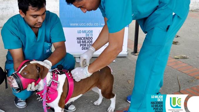 vacunación perros y gatos en Arauca