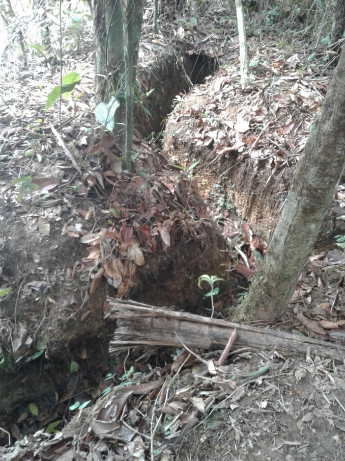 Localizan y destruyen cuatro zonas campamentarias del Eln en el Chocó