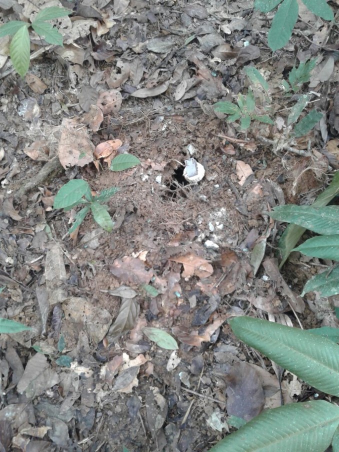 Localizan y destruyen cuatro zonas campamentarias del Eln en el Chocó