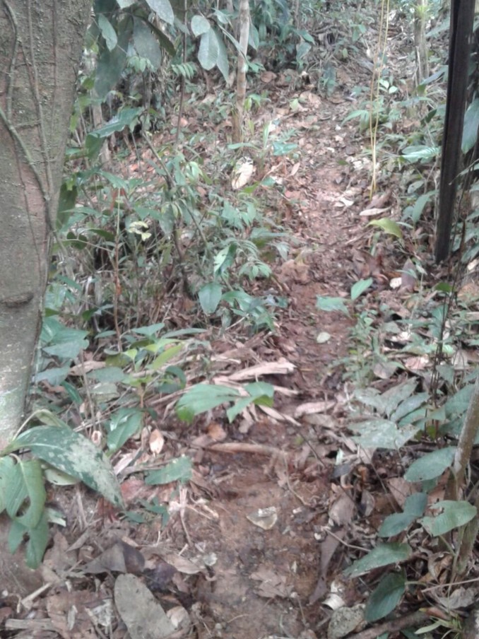 Localizan y destruyen cuatro zonas campamentarias del Eln en el Chocó