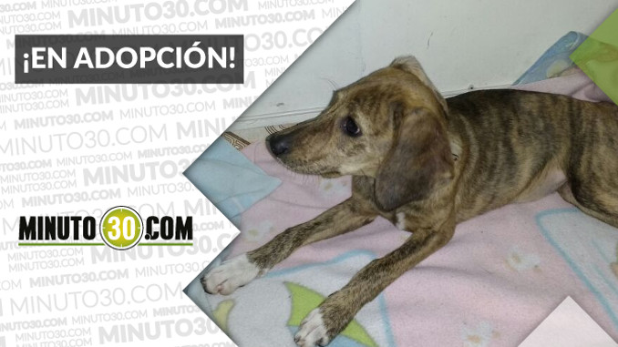 Esta perrita de cuatro meses está buscando una familia 4 102