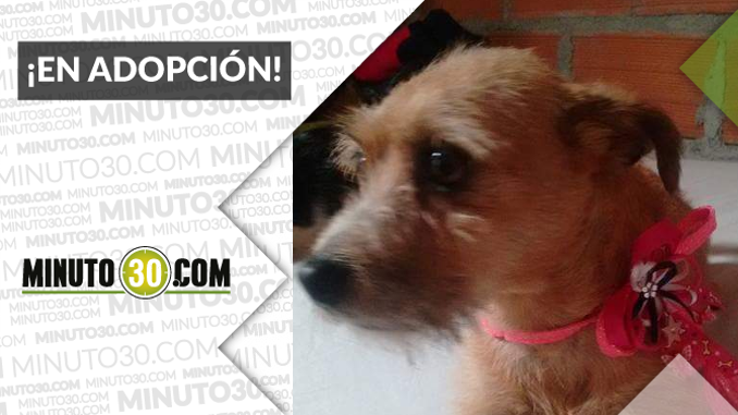 ADOPTARPERRITA