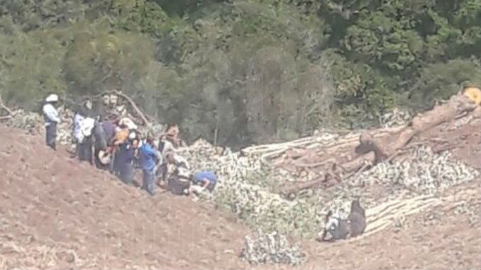 FOTOS: Murió luego de que el árbol que aserraba le cayera encima 3 Arbol_Sonson_1
