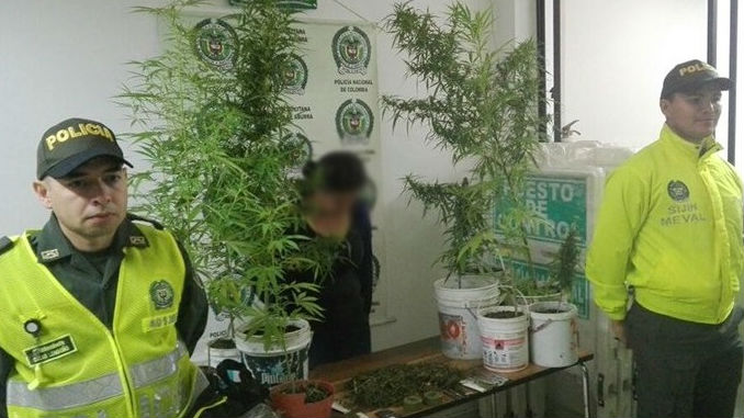 Por cultivar para presuntamente traficar fue capturada una mujer en su residencia con varias plantaciones de marihuana y una parte procesada
