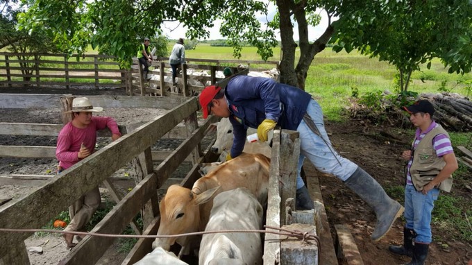 Propagación del brote de fiebre aftosa es culpa de MinAgricultura, asegura Fedegán