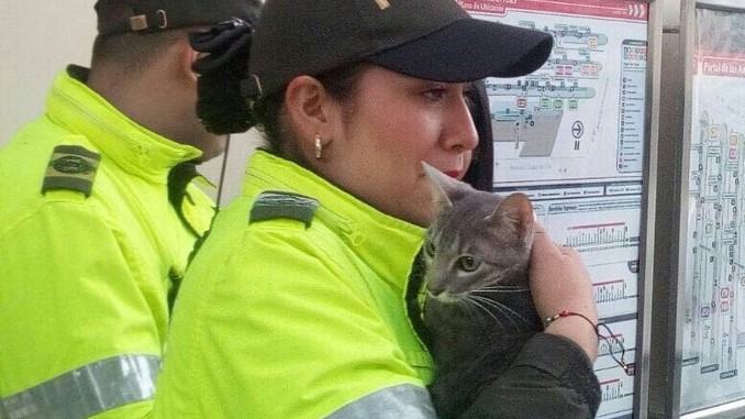 Paquete reportado como sospechoso en portal de Transmilenio resultó ser un gato abandonado