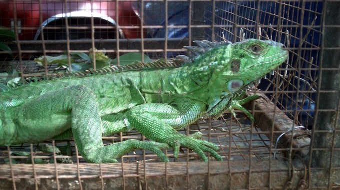 Incautan iguana en San Benito 1 Iguana