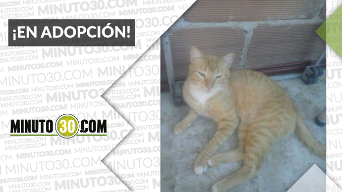 Sanantoniodepadro