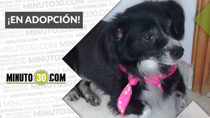 adoptar