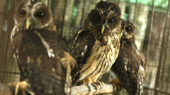 Búhos de montaña (Aegolius funereus), este 15 de junio de 2017, en el Parque Zoológico Nacional, en San Salvador. EFE
