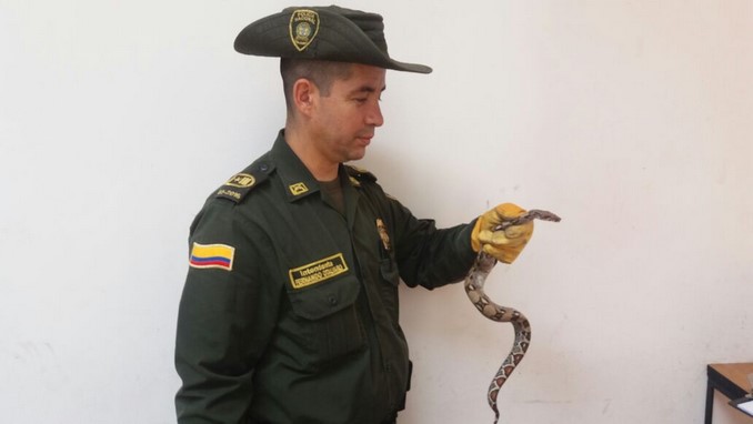 Rescatan a una boa y a un cernícalo en Santa Fe de Antioquia