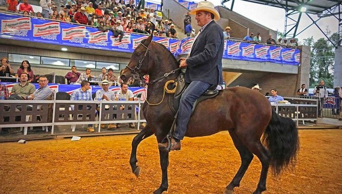 Caballo de Paso Fino Colombiano