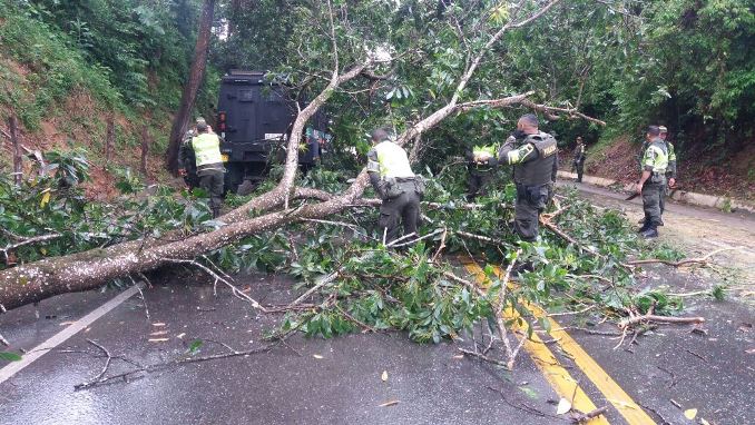 Hay paso restringido en la vía Medellín - Caucasia por caída de un árbol