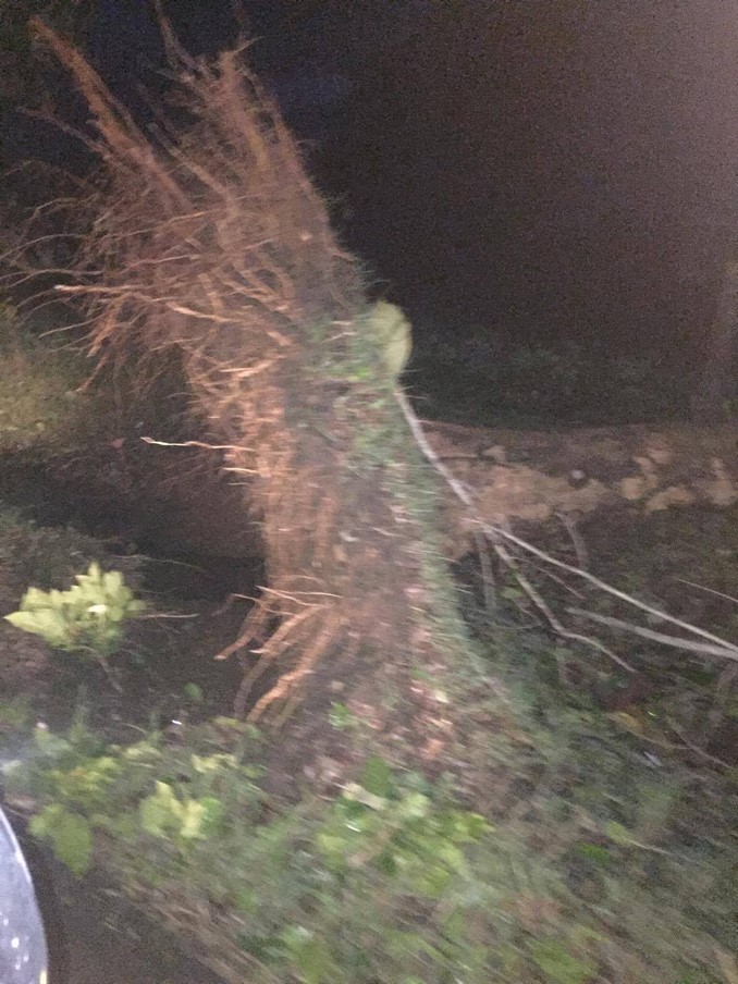 Árboles caídos Valdivia