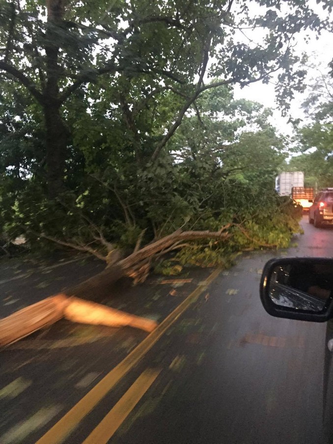 Árboles caídos Valdivia