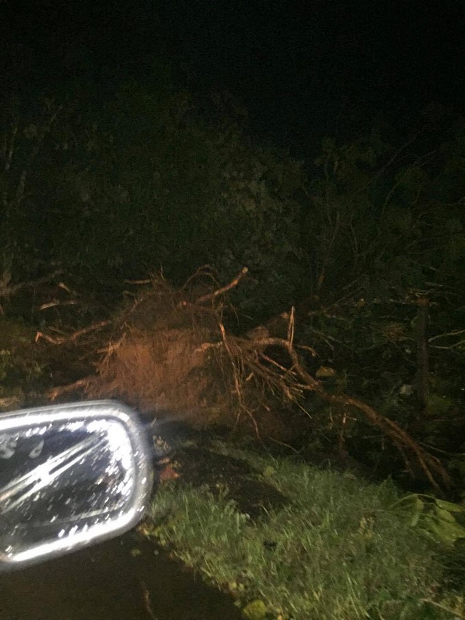 Árboles caídos Valdivia