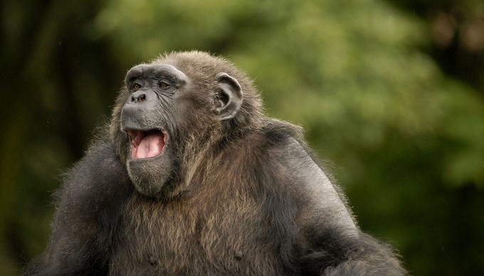 Las patrullas tienen lugar cuando varios individuos, normalmente varones, viajan a las periferias del territorio del grupo e incluso a veces a las de grupos vecinos. EFE/Archivo