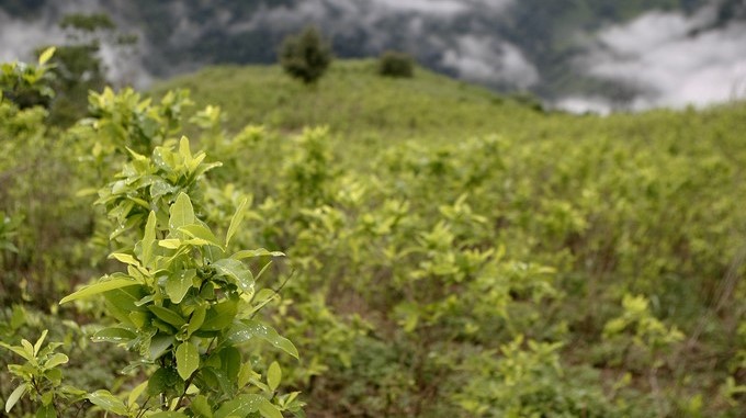 El Gobierno colombiano dejó en 2015 de asperjar los cultivos ilícitos de coca con el herbicida glifosato, porque ese químico era arrastrado por el viento, contaminando cultivos legales y fuentes de agua, algo que incluso motivó un litigio con Ecuador. EFE/Archivo