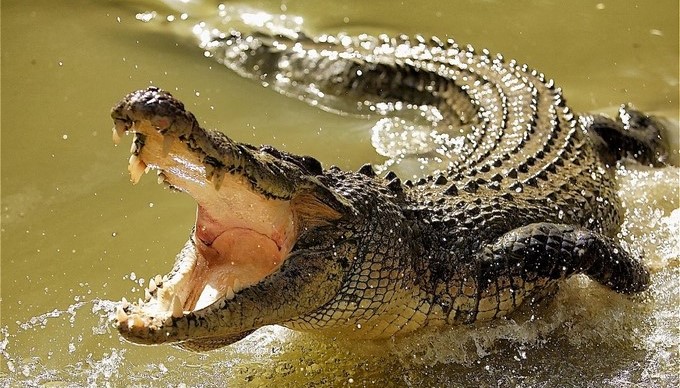 Colombiano atacado por un cocodrilo en Florida