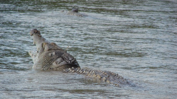 caimán llanero o cocodrilo del Orinoco