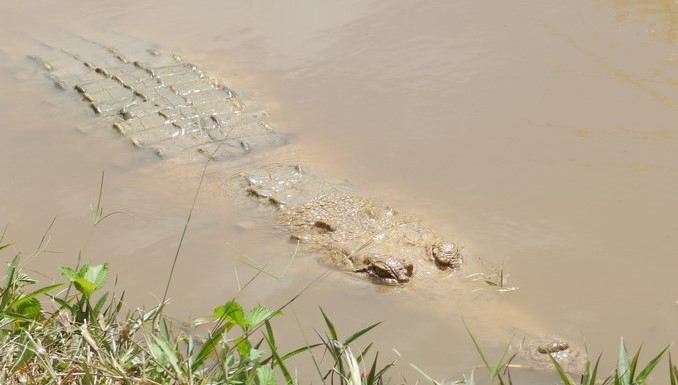 caimán llanero o cocodrilo del Orinoco