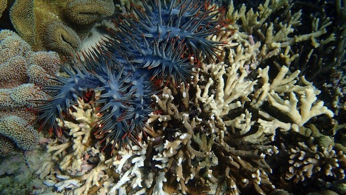 Fotografía facilitada por el Instituto de Ciencia y Tecnología de Okinawa (Japón) de la estrella de mar corona de espinas o acantáster púrpura, uno de los pocos animales que pueden comer corales, en los que basa su dieta. EFE