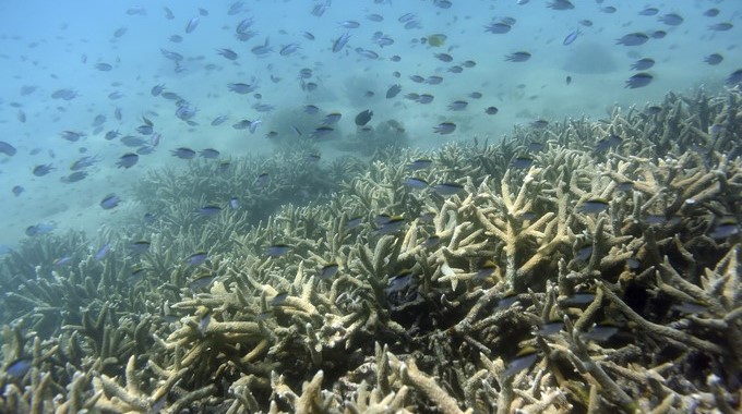 Peces tropicales nadan entre la Gran Barrera de coral en la isla de Keppel (Australia). EFE/Archivo
