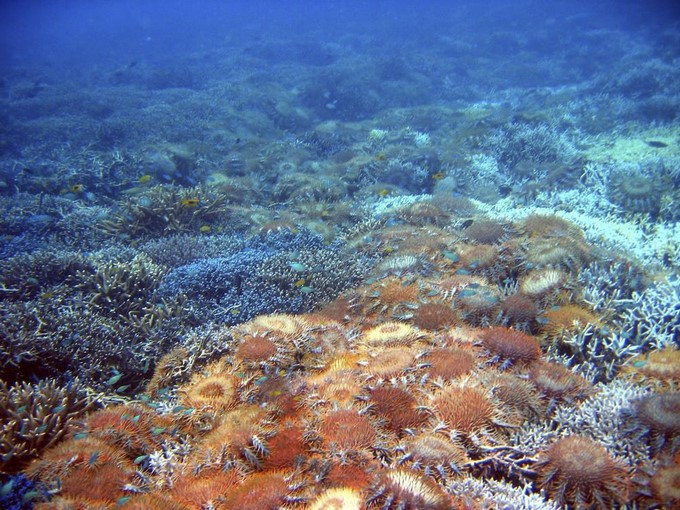 Fotografía facilitada por el Instituto de Ciencia y Tecnología de Okinawa (Japón) de la estrella de mar corona de espinas o acantáster púrpura, uno de los pocos animales que pueden comer corales, en los que basa su dieta. EFE