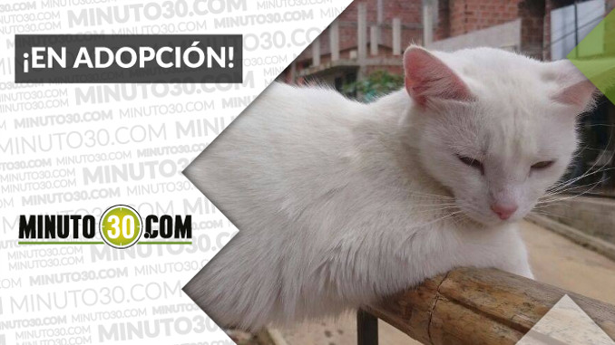 gataadoptar